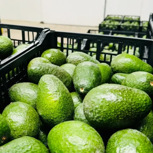 Aguacate Hass calibrado y clasificado en caja dentro de la empacadora Mexfrut.