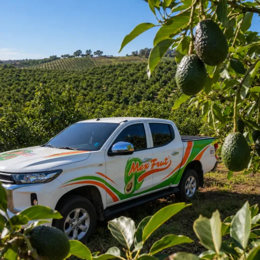 Camioneta de Mexfrut en un huerto de aguacate Hass en Jalisco.