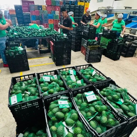 Empaque de aguacate Hass en mallas y cajas en la línea de la empacadora Mexfrut.