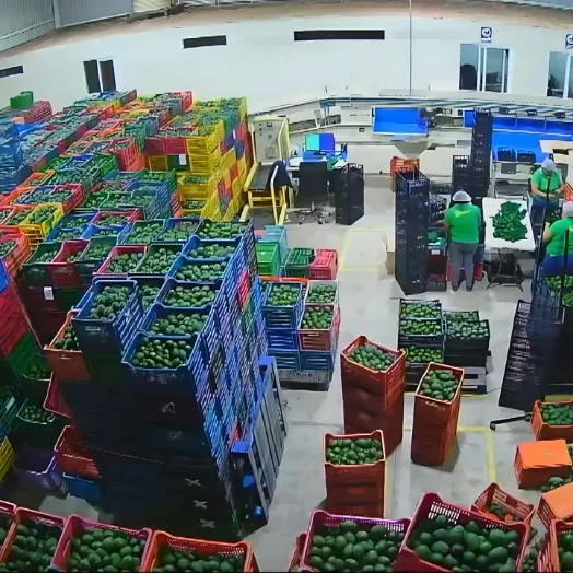 Interior de la empacadora Mexfrut con cajas de aguacate Hass en espera de selección y calibrado.