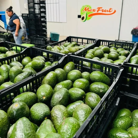 Recepción de aguacate Hass en cajas dentro de la empacadora Mexfrut.