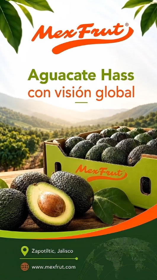 Aguacate Hass con visión global — Mexfrut, Zapotiltic, Jalisco.